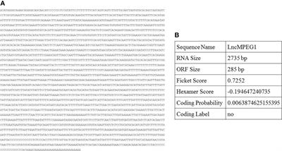Long non-coding RNA LncMPEG1 responds to multiple environmental stressors by affecting biomineralization in pearl oyster Pinctada fucata martensii